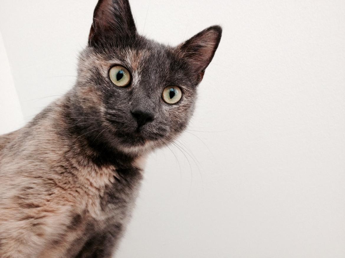 Huskat Chilli billede 1