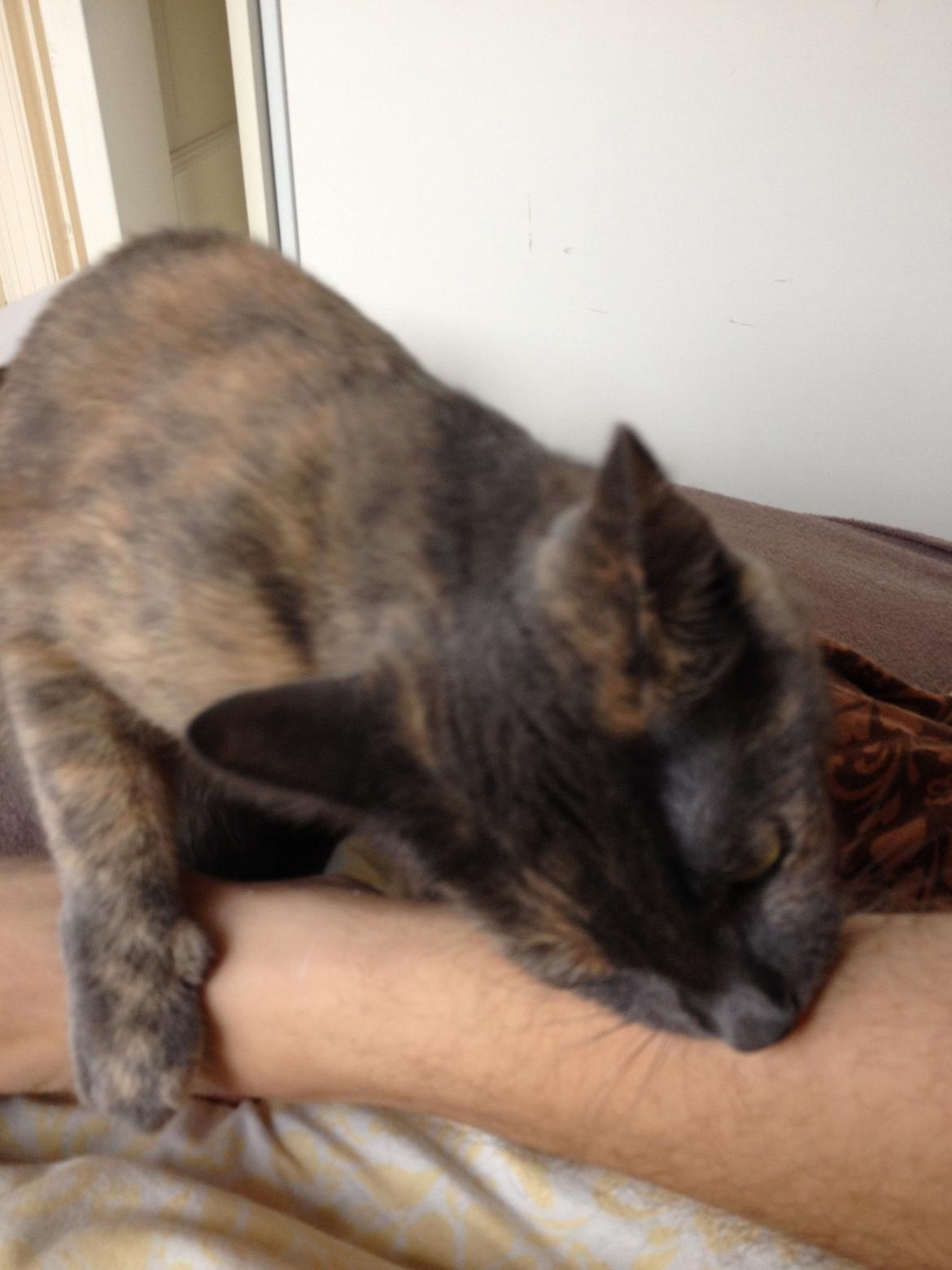 Huskat Chilli billede 21