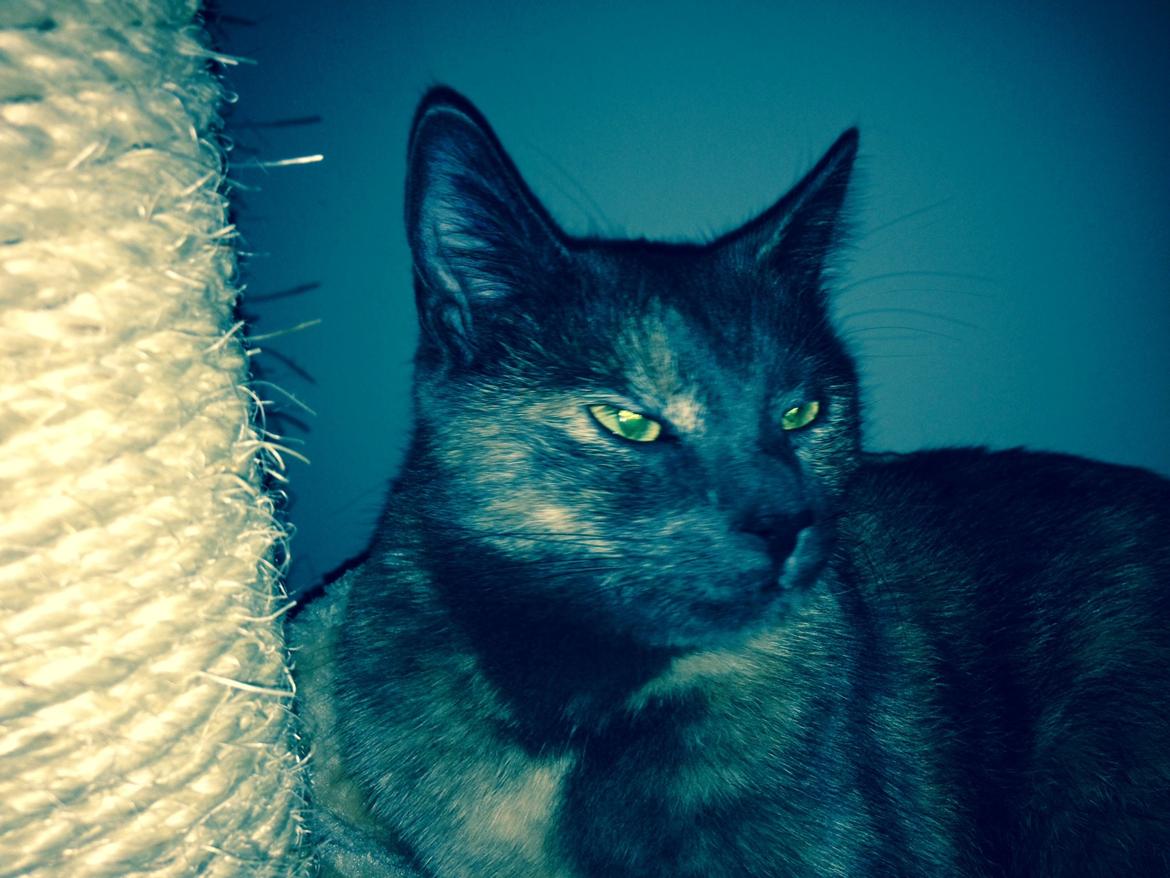 Huskat Chilli billede 4