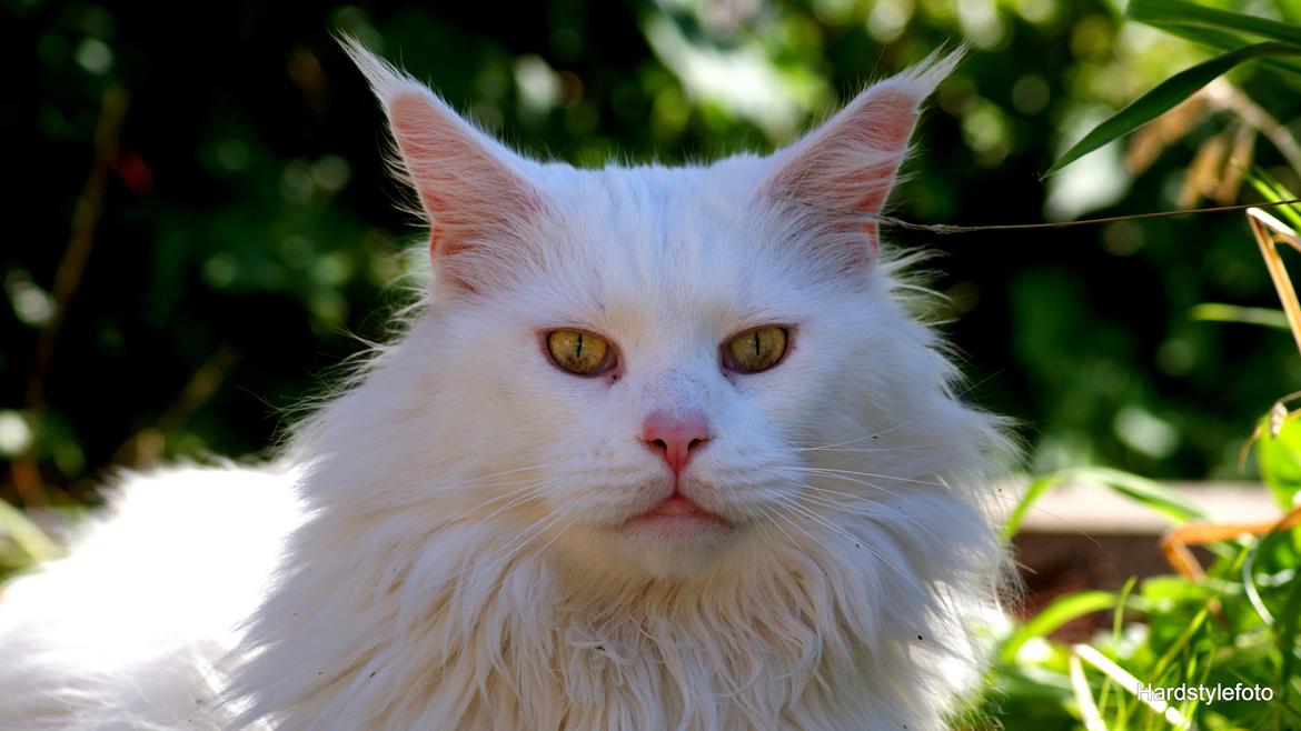 Maine Coon DK Napaloma`s Ghost billede 3
