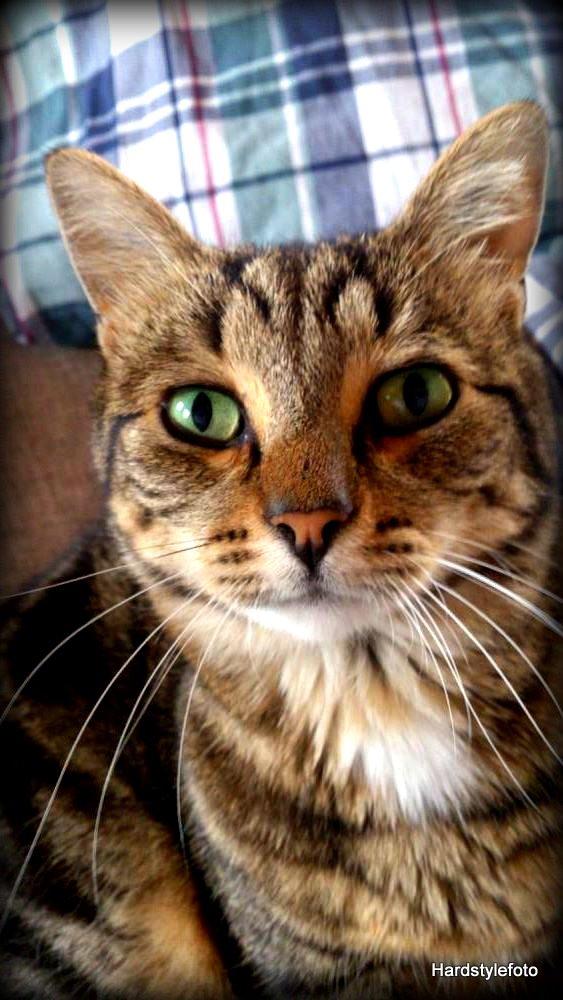 Huskat Bette (Himmelkat) billede 1