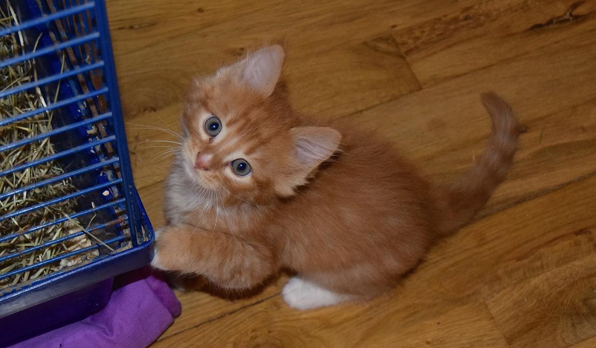 Maine Coon Louie - Louie 6 uger billede 9