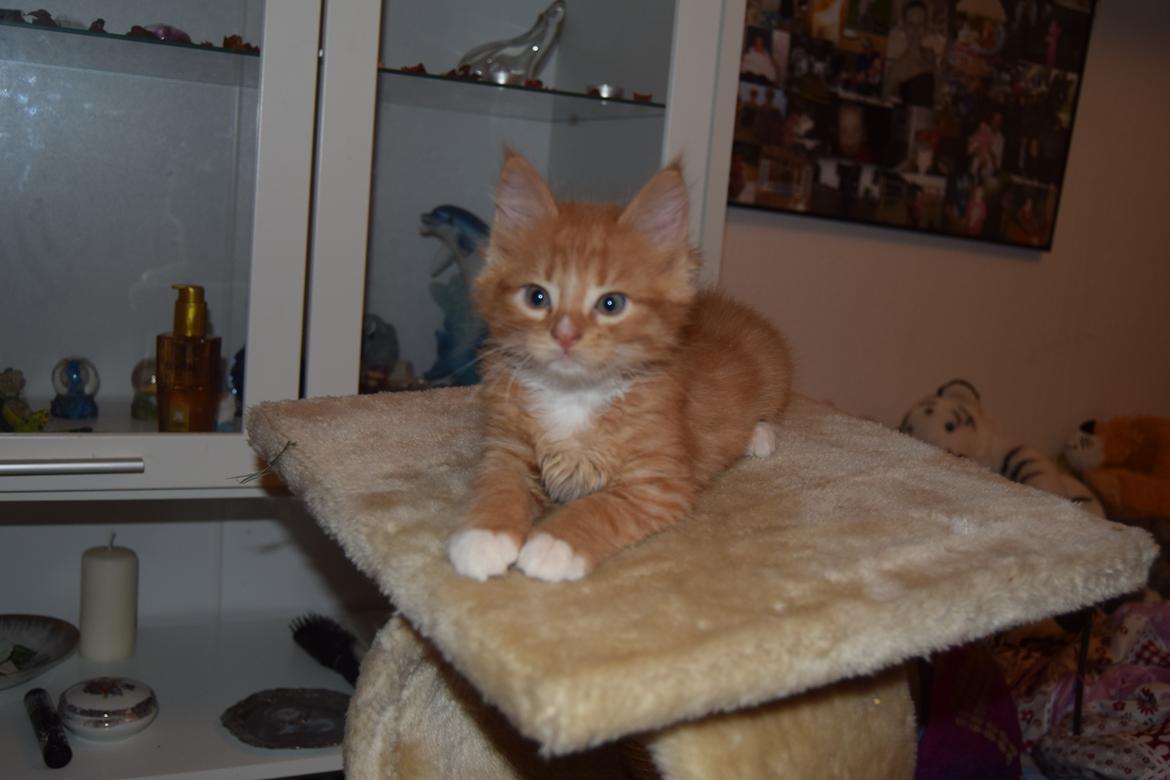 Maine Coon Louie - 6 uger billede 10