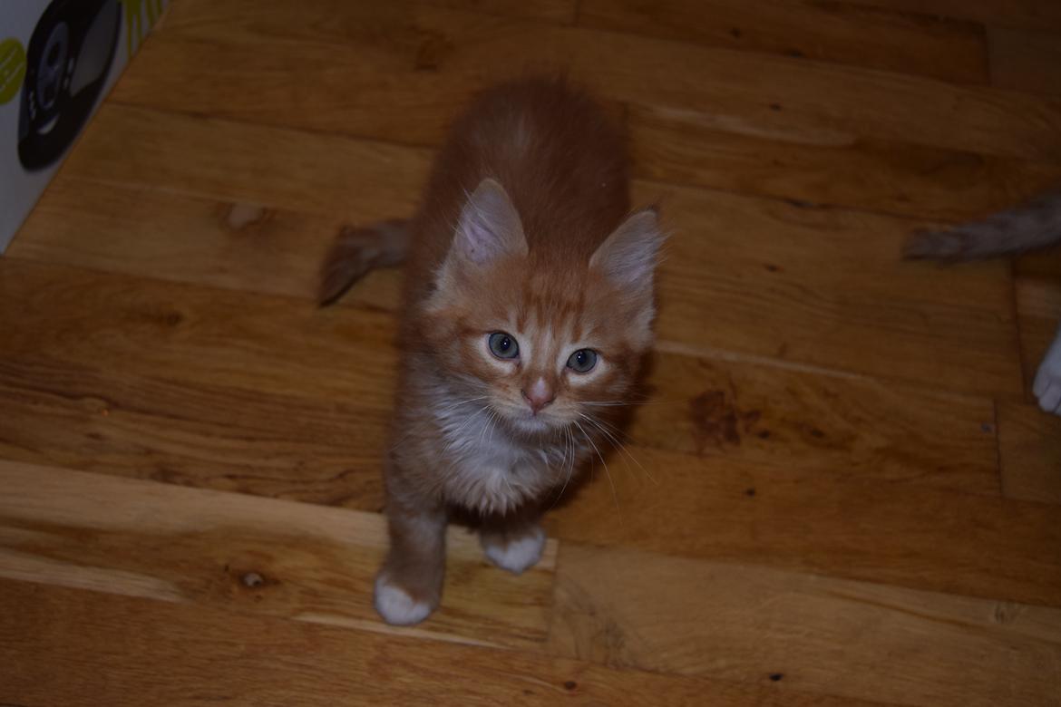 Maine Coon Louie - 6 uger billede 11