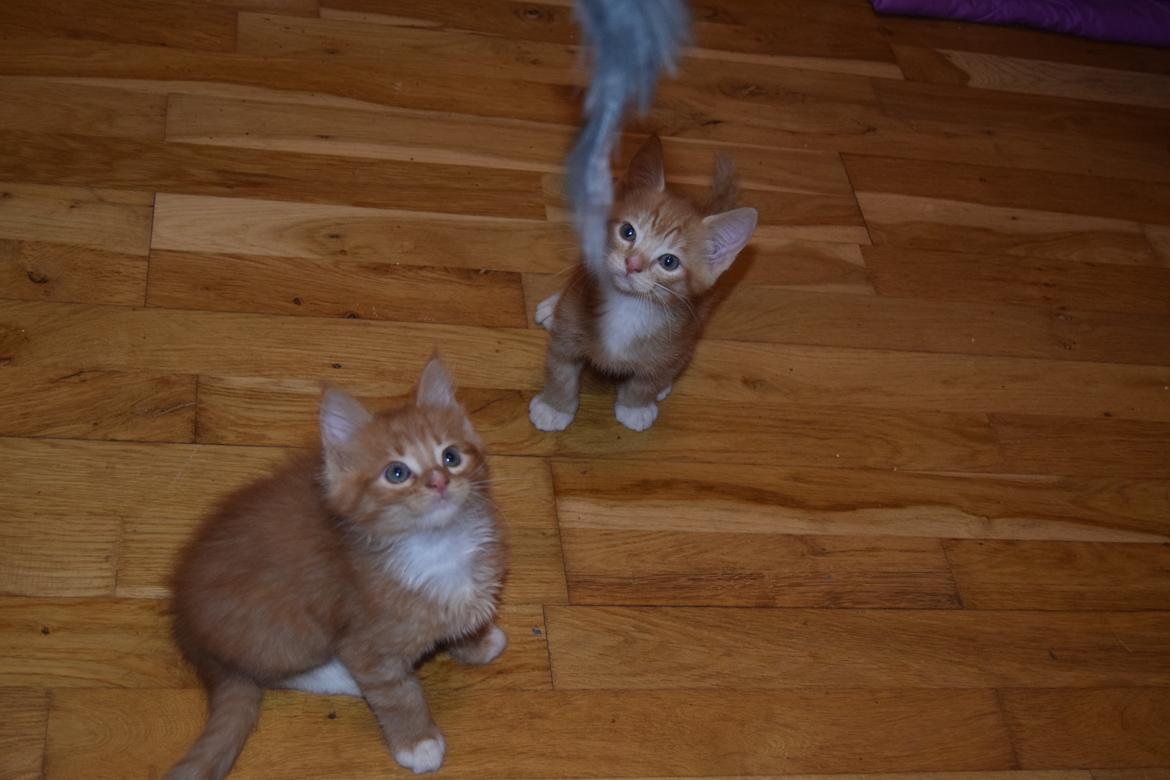 Maine Coon Louie - Louie og Cody 6 uger billede 12