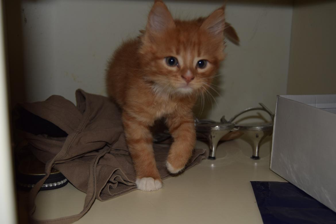 Maine Coon Louie - 6 uger billede 13