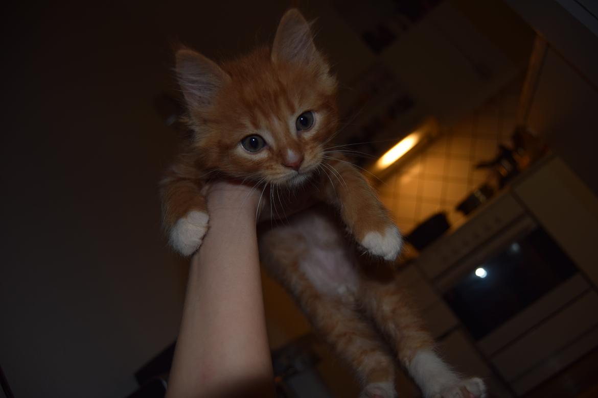 Maine Coon Louie - 6 uger billede 14