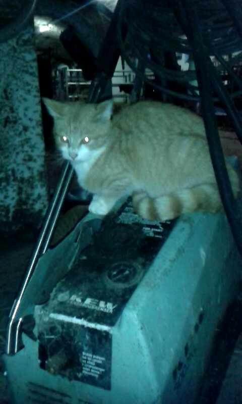 Huskat Garfield billede 2