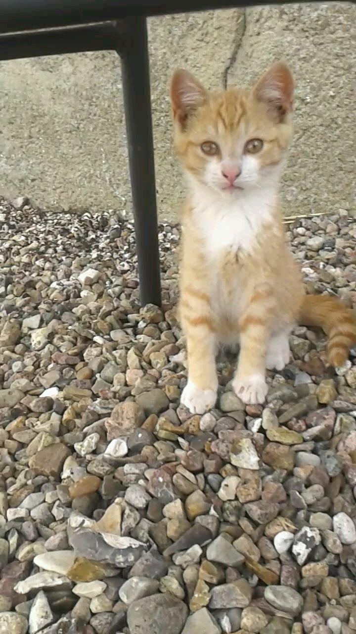 Huskat Garfield - Velkommen til Garfields galleri  billede 1