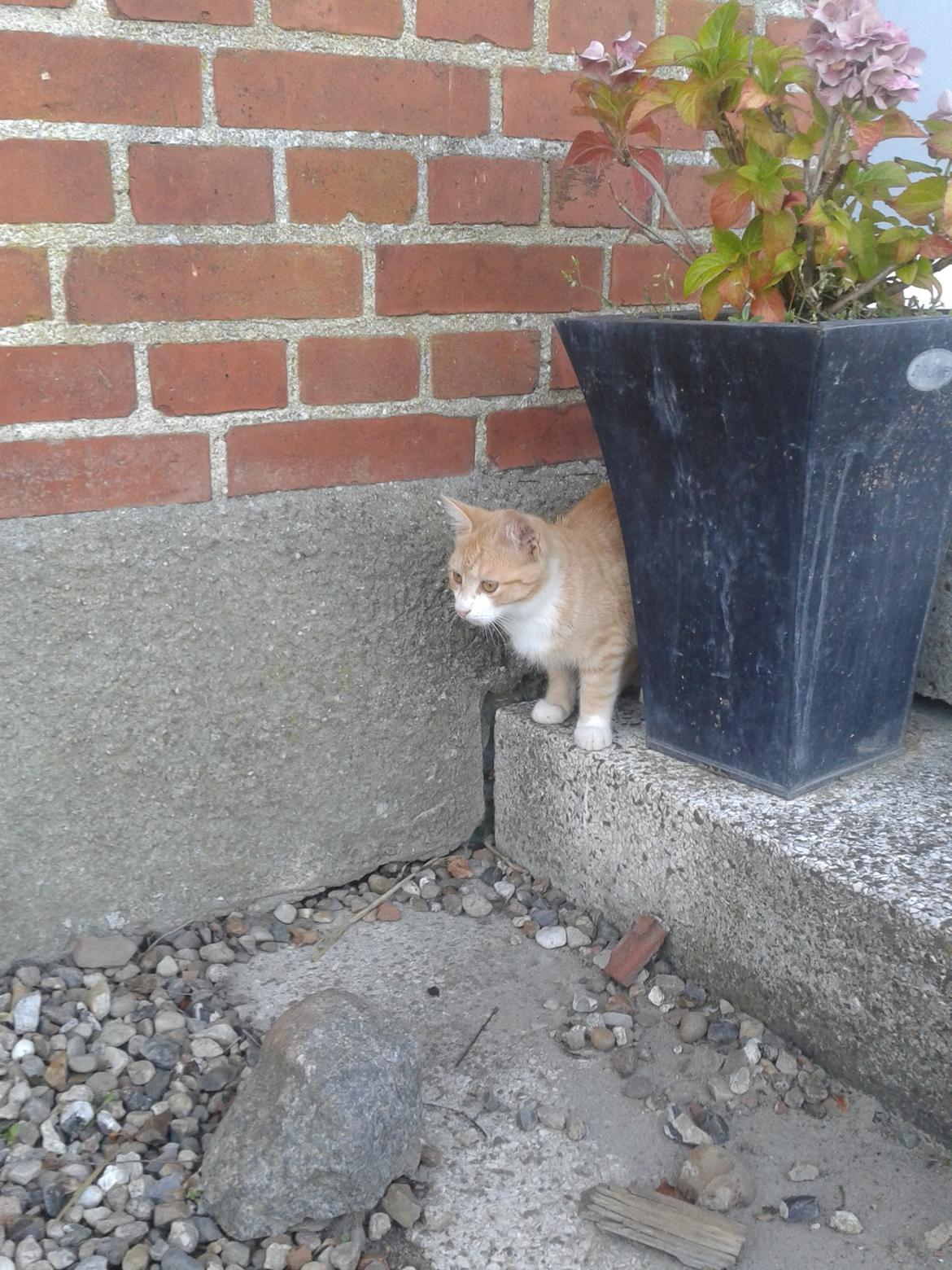 Huskat Garfield billede 3