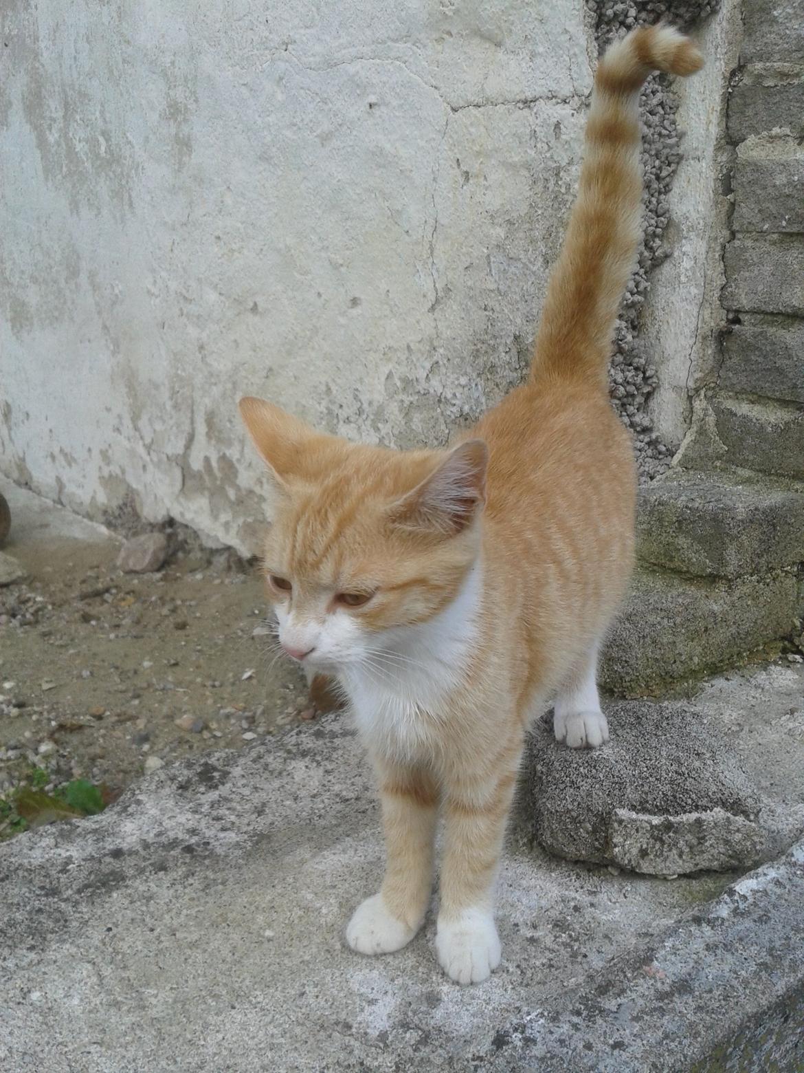 Huskat Garfield billede 4