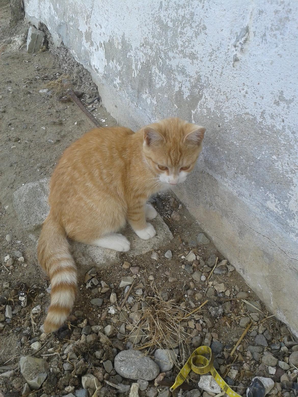 Huskat Garfield billede 6