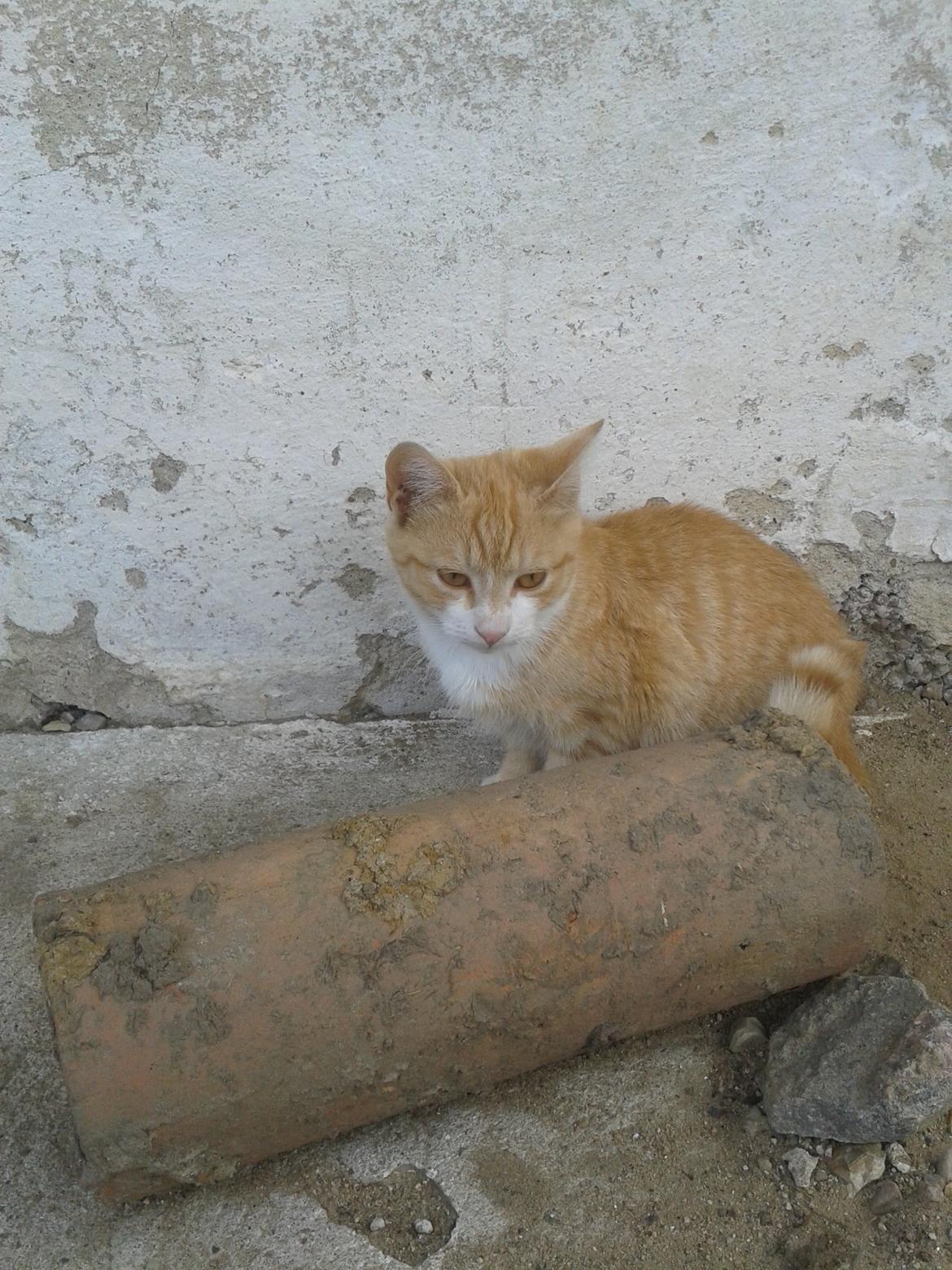 Huskat Garfield billede 5