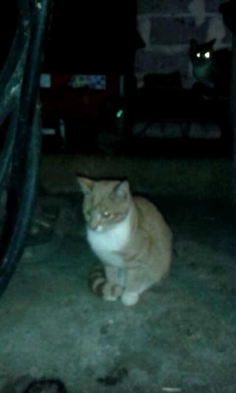 Huskat Red billede 2