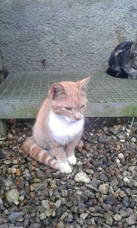 Huskat Red billede 3