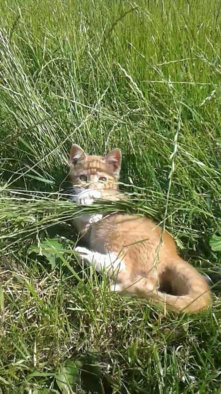 Huskat Red - Velkommen til Red galleri  billede 1
