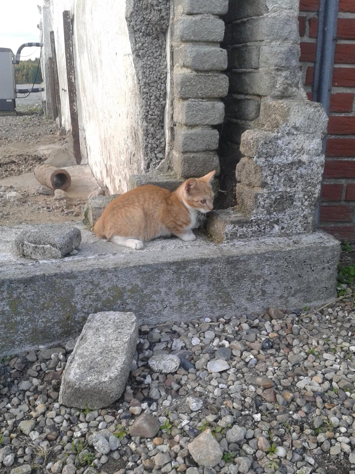 Huskat Red billede 4