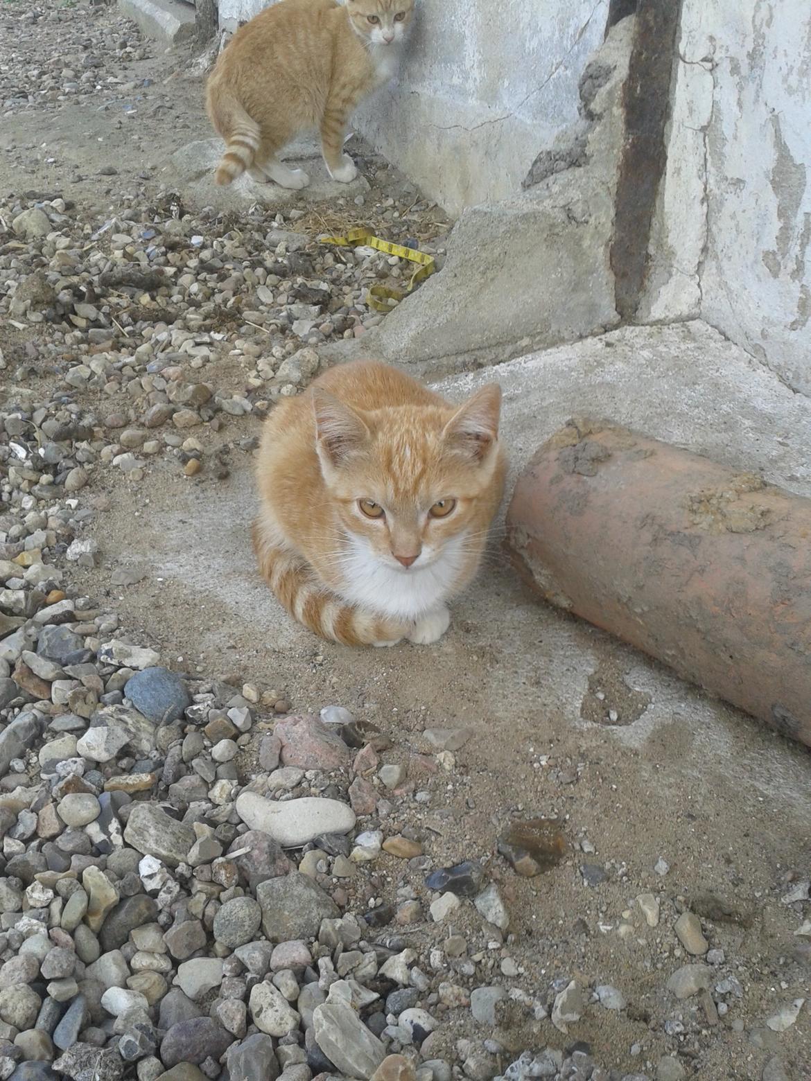 Huskat Red billede 7