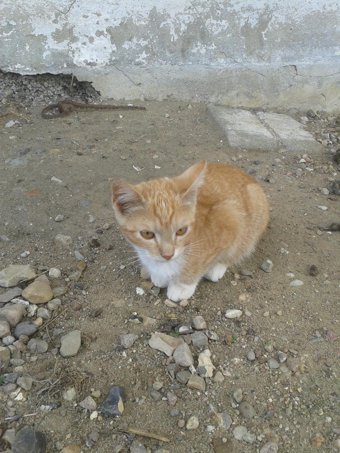 Huskat Red billede 5