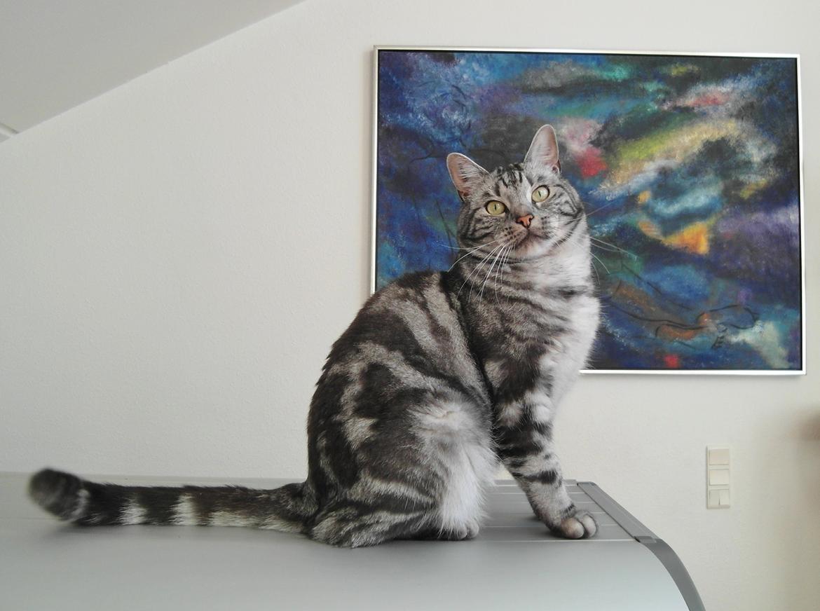 Europé Eife's Ebenezar McCoy - 3 år billede 11