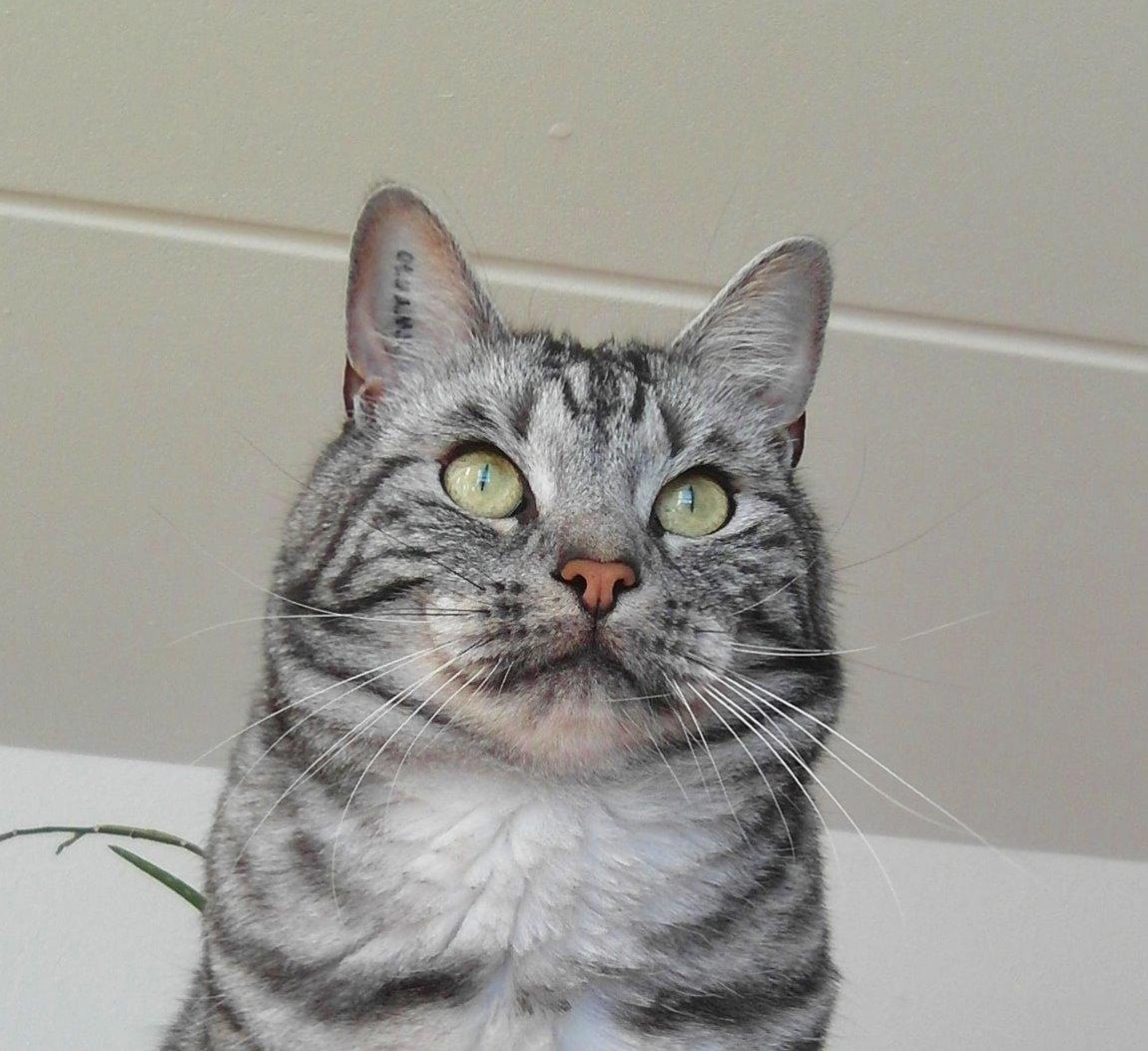 Europé Eife's Ebenezar McCoy - 3 år billede 5