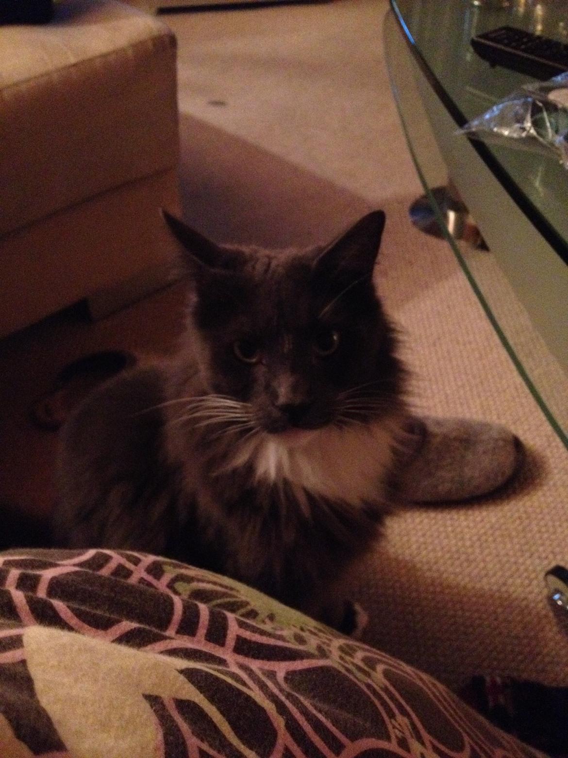 Blanding af racer Kenobe - Giv mig en ostereje billede 6