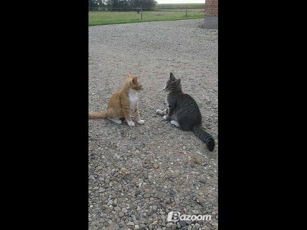 Huskat Speedy - Sammen med Red billede 3