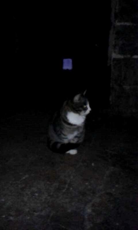 Huskat Speedy billede 4