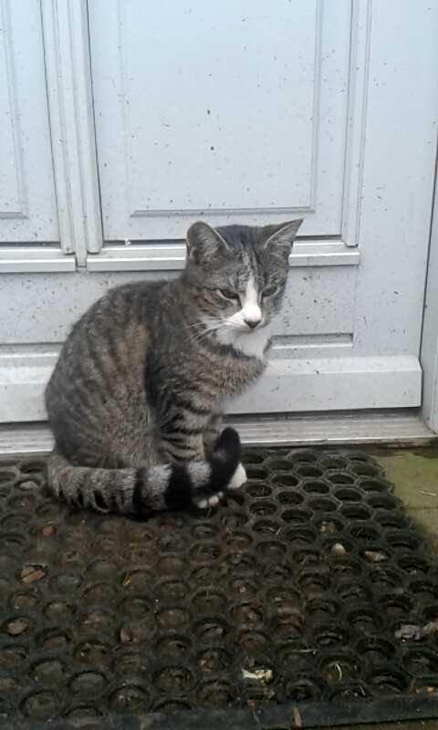 Huskat Speedy - Ved ikke hvad han har fået i hovedet  billede 5