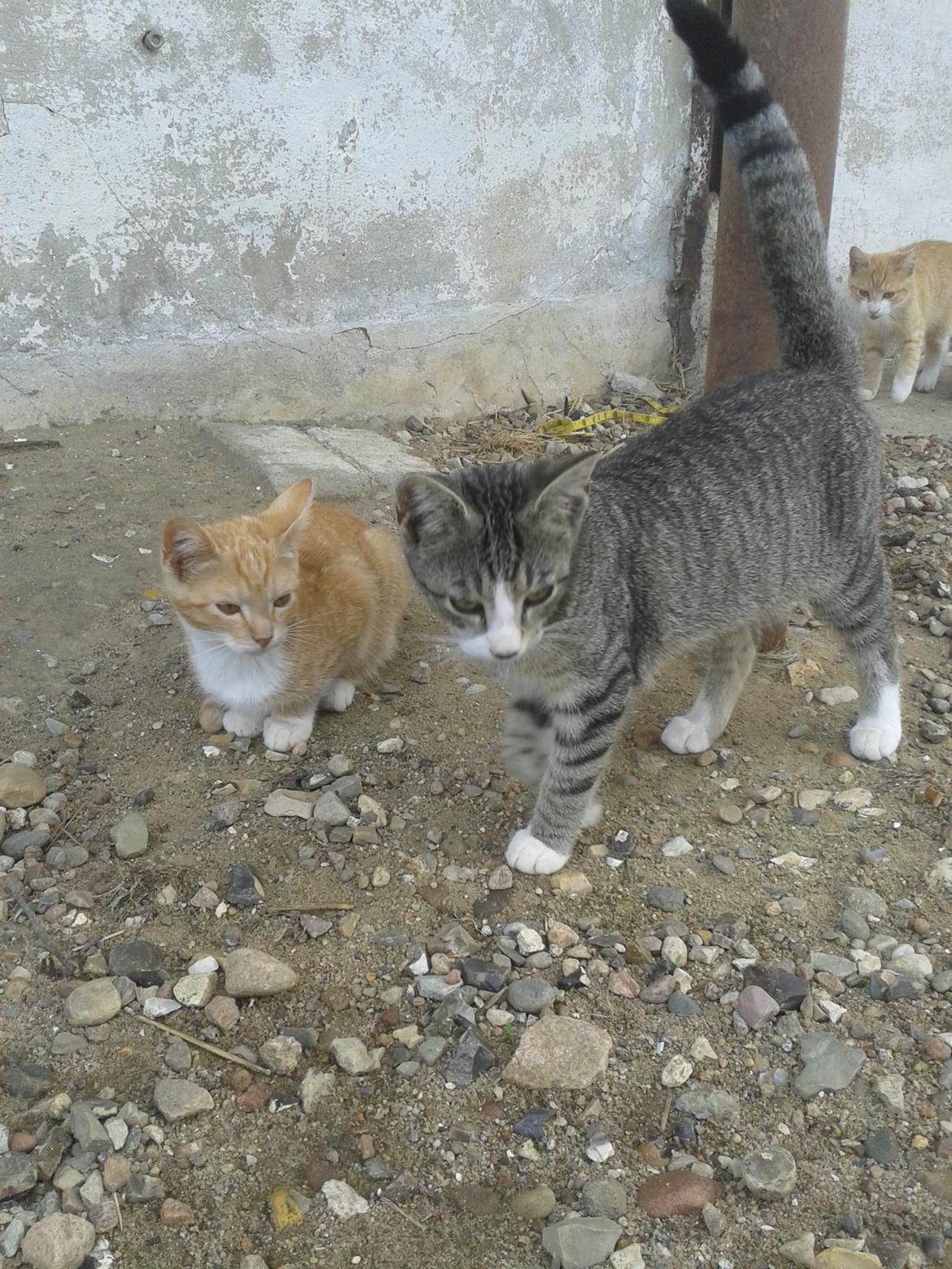 Huskat Speedy - Sammen med Red billede 6