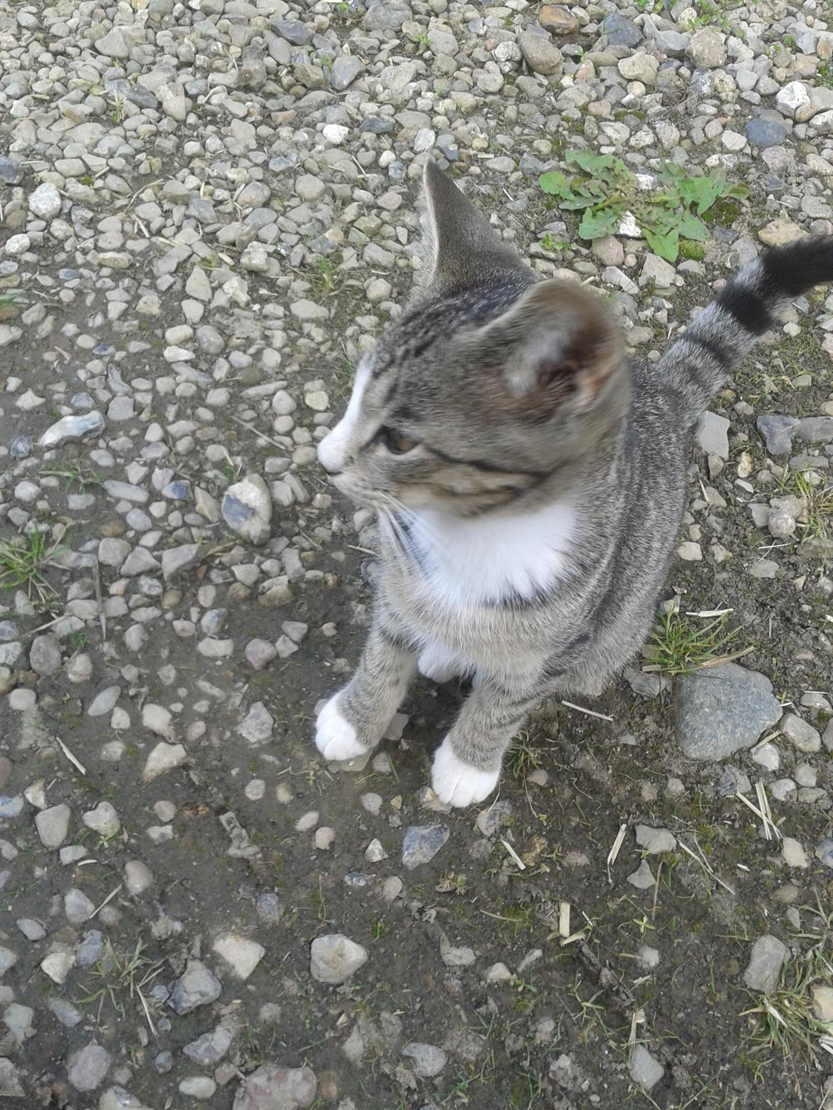 Huskat Speedy billede 7