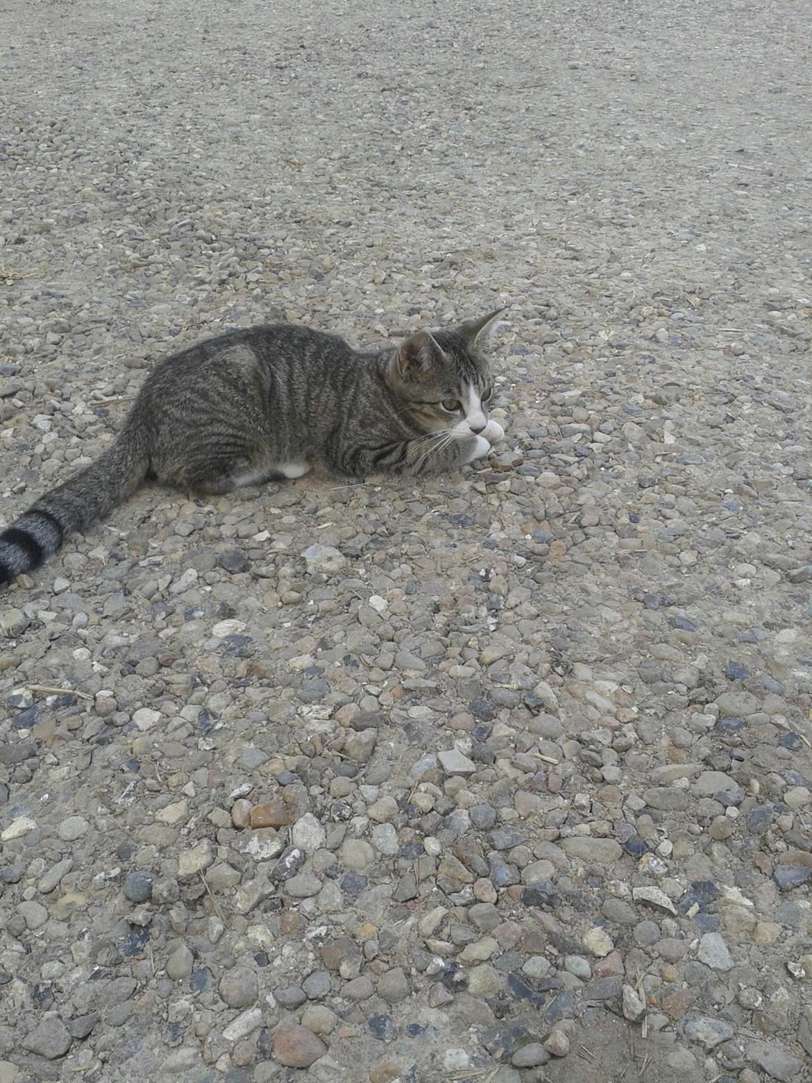 Huskat Speedy - Jeg holder øje med dig... billede 8