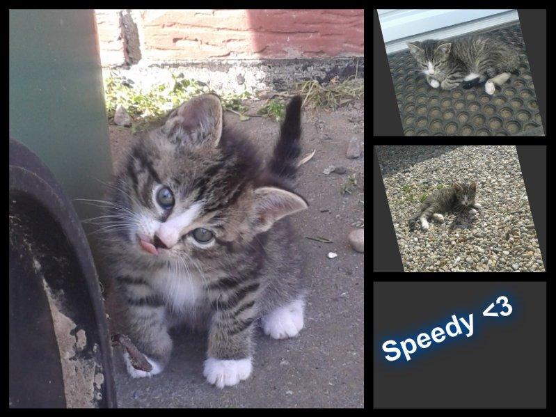Huskat Speedy - Velkommen til Speedys galleri  billede 1