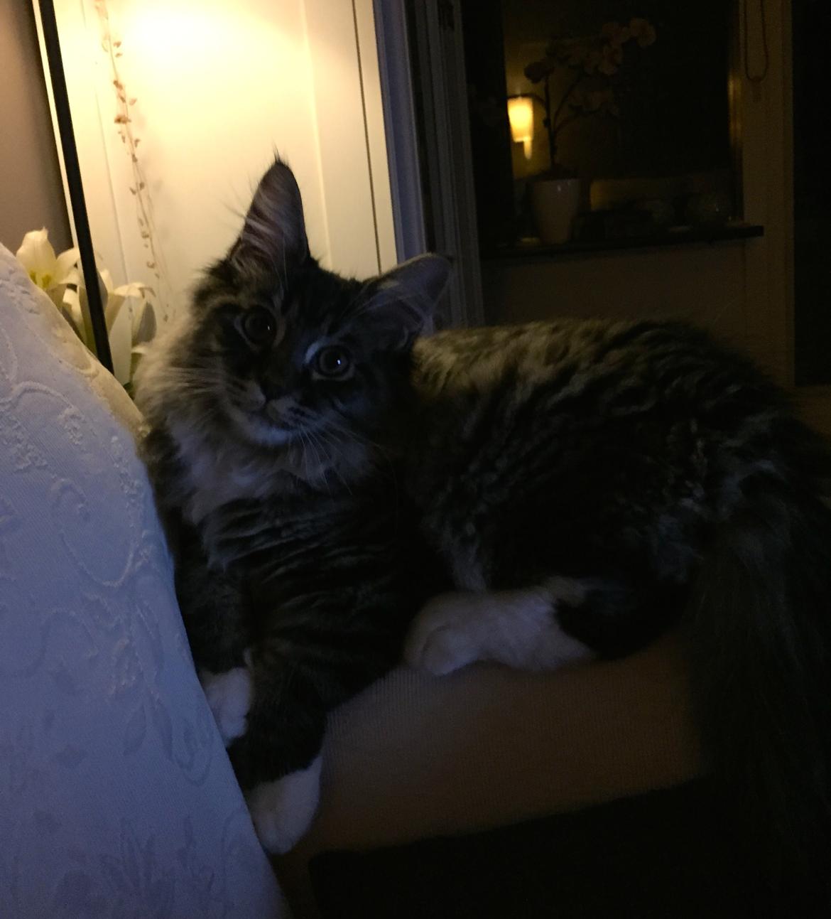 Maine Coon Simba billede 17