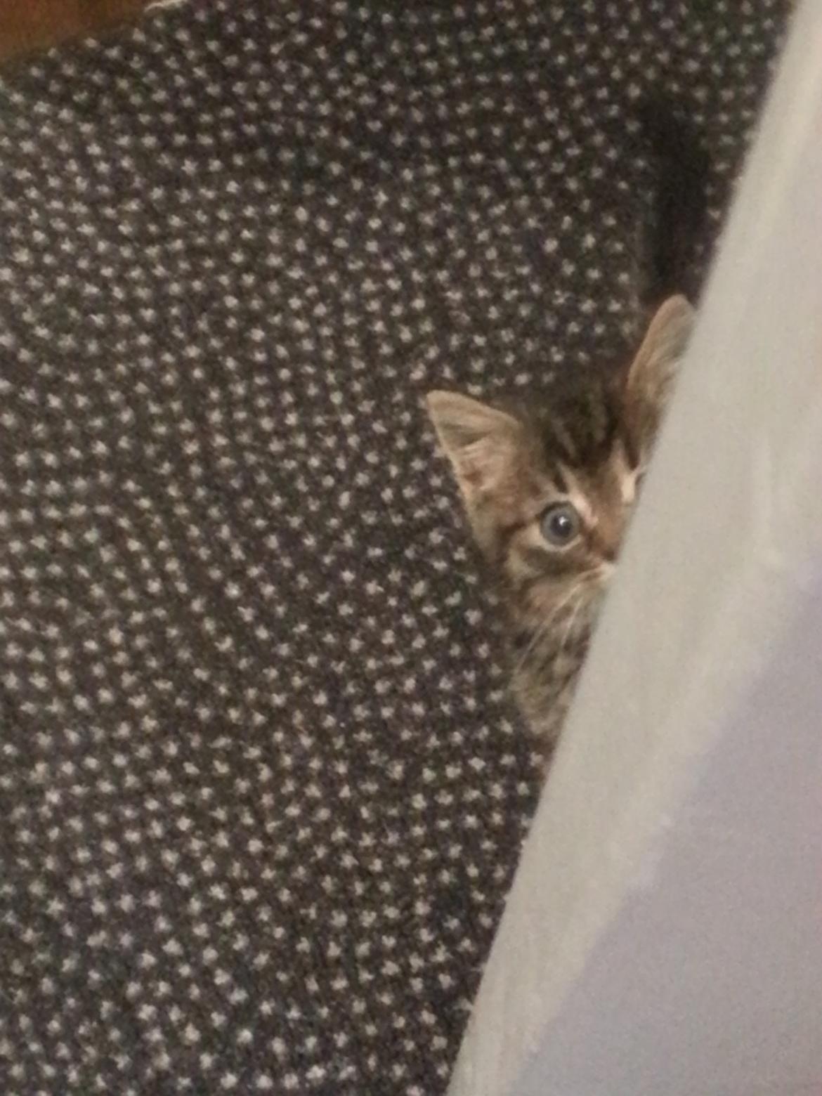 Huskat Mini billede 2