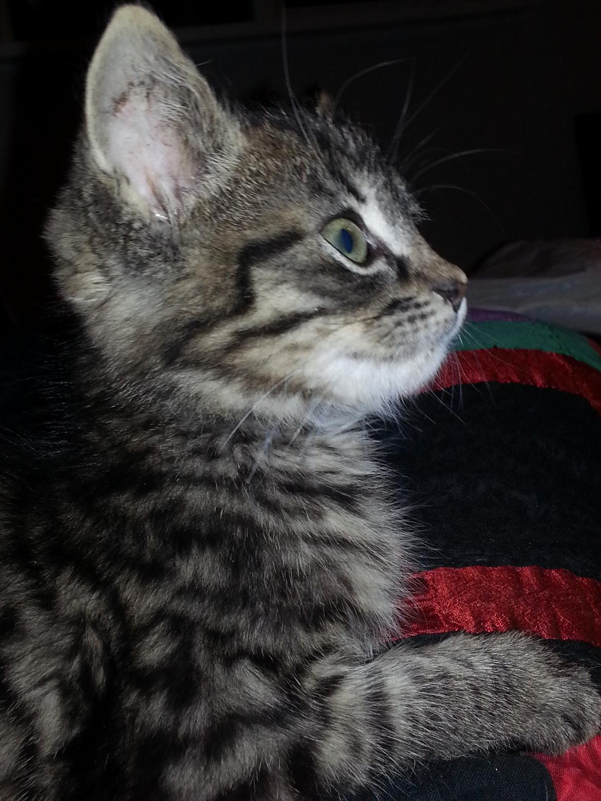 Huskat Mini billede 3