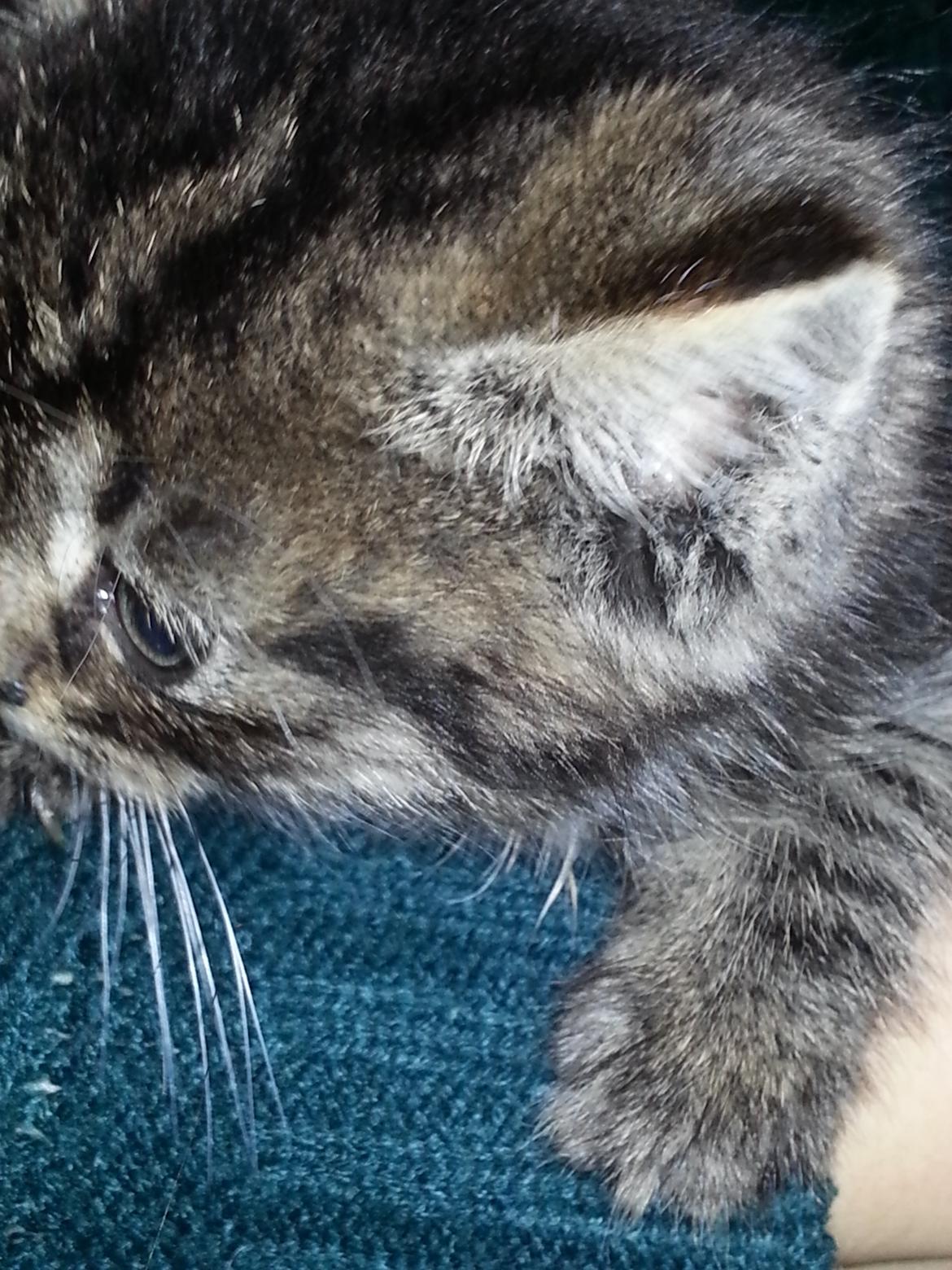 Huskat Mini billede 4