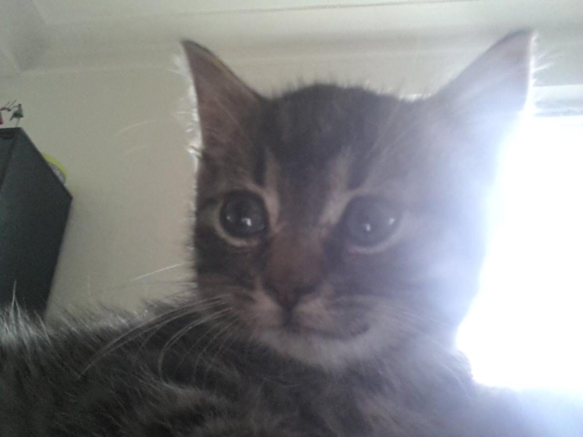 Huskat Mini billede 1