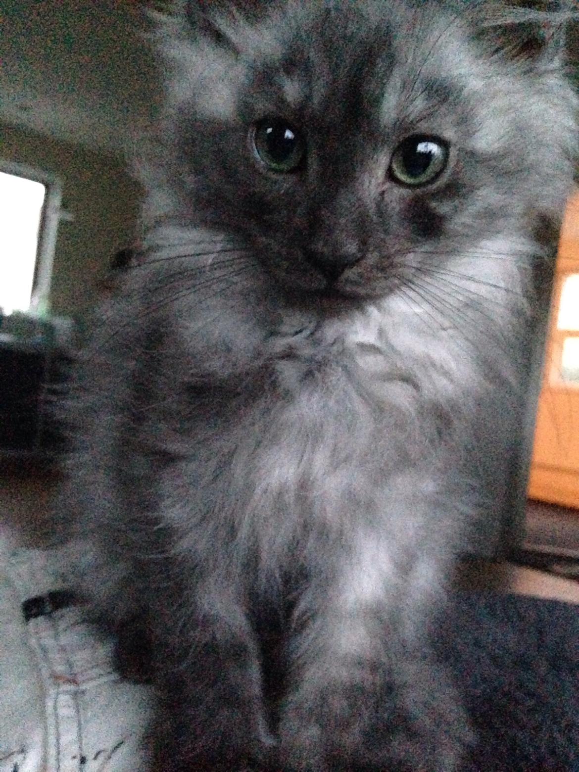 Maine Coon Gonzo billede 10