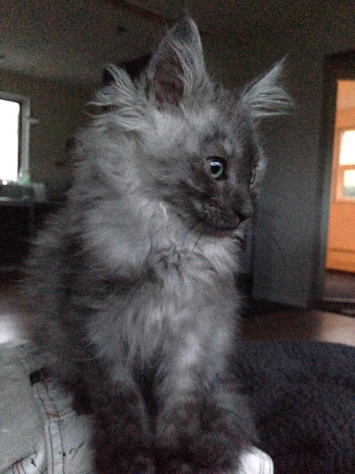 Maine Coon Gonzo billede 11