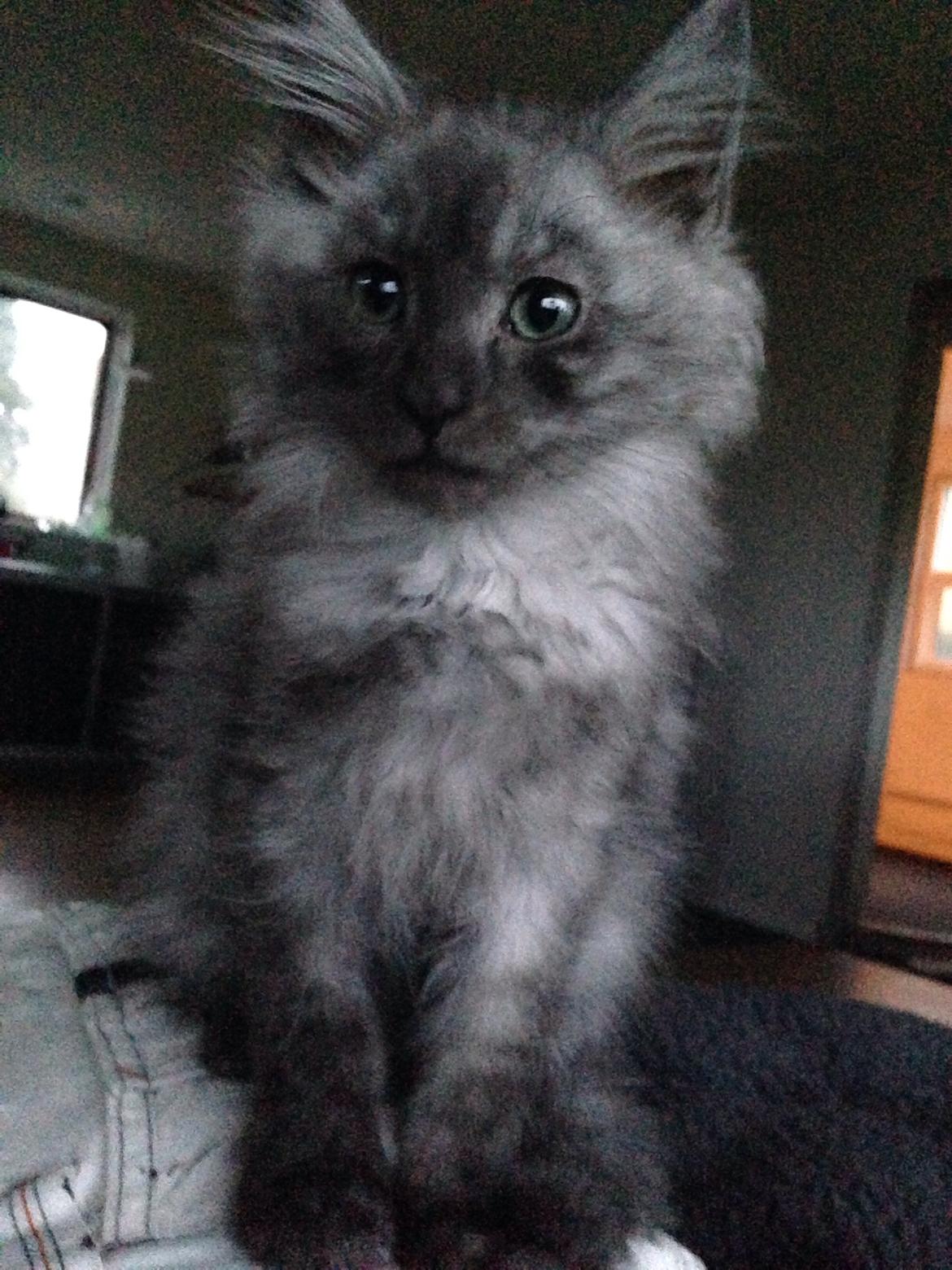 Maine Coon Gonzo billede 12