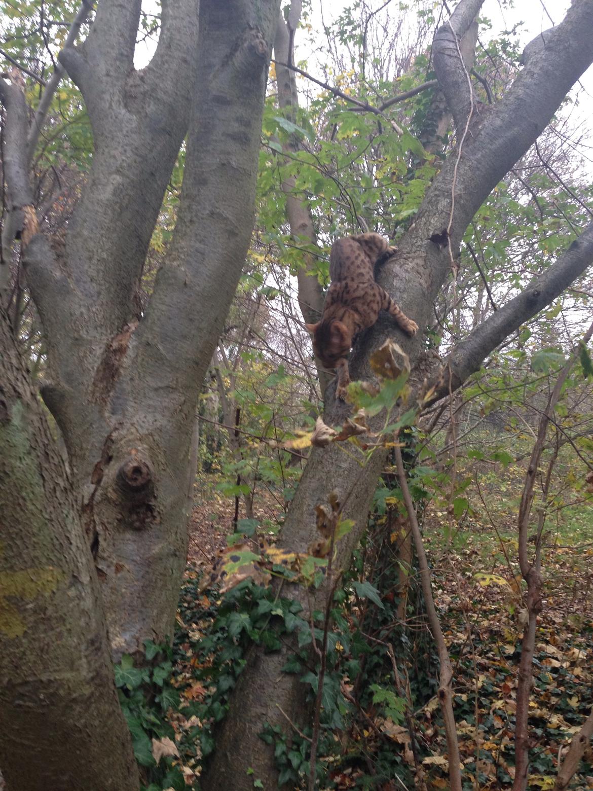 Bengal Max billede 28