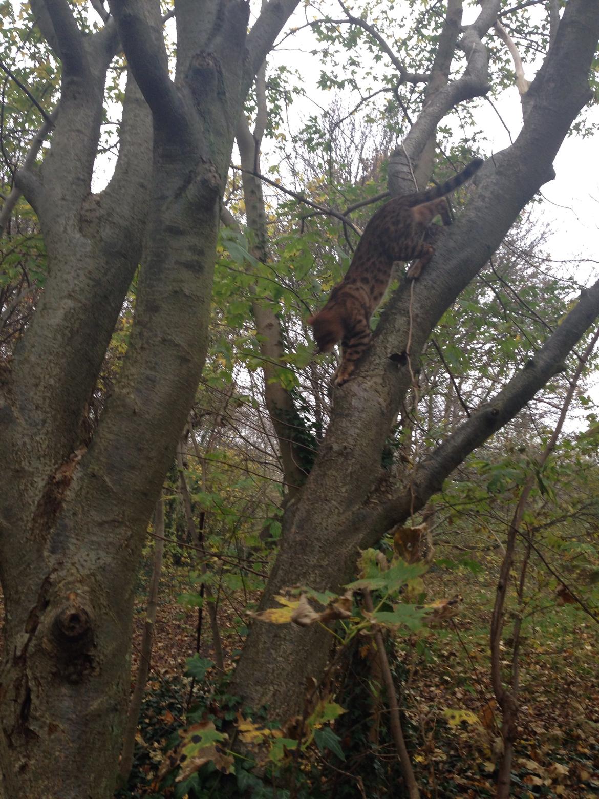 Bengal Max billede 30