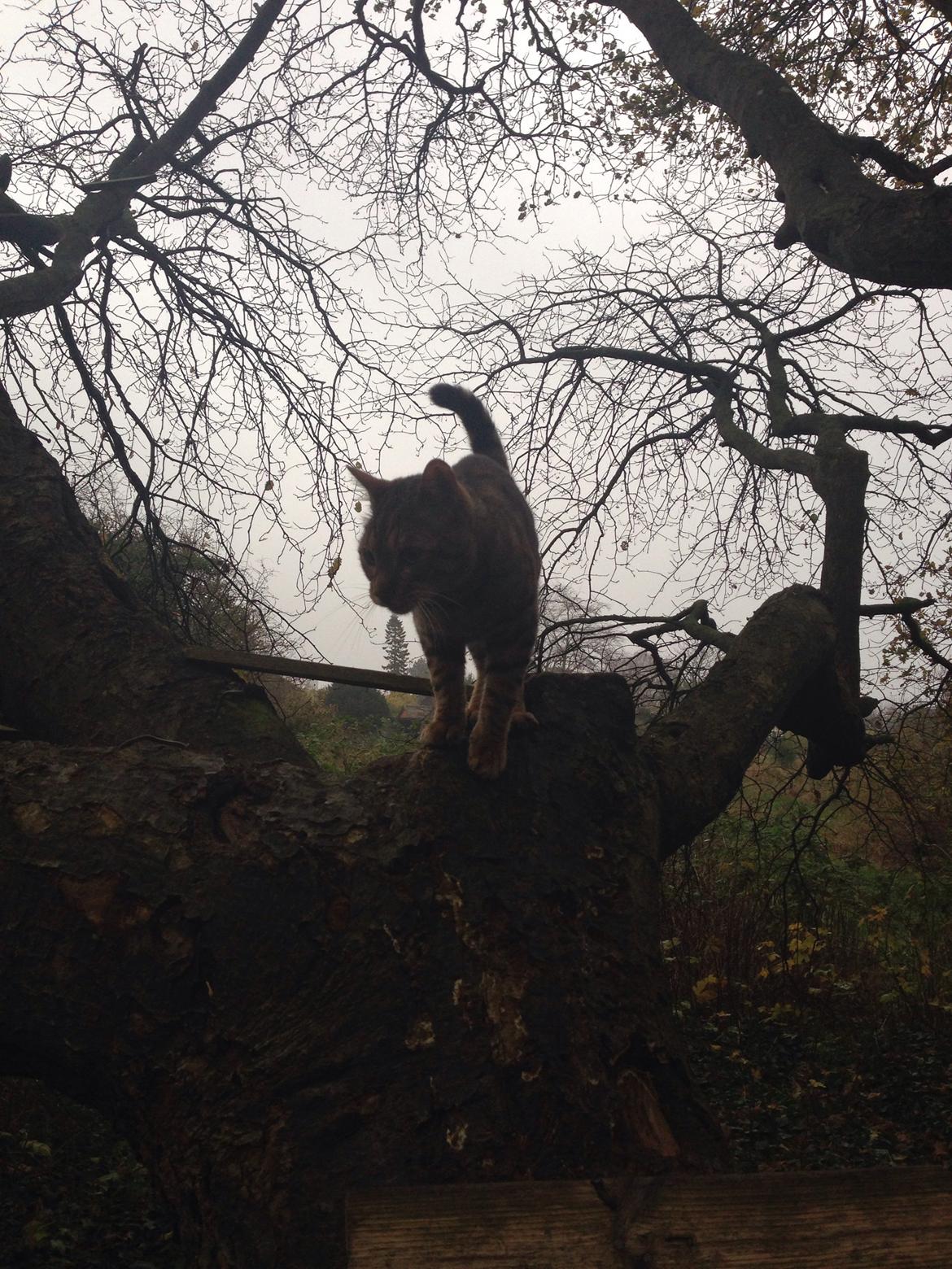 Bengal Max billede 35