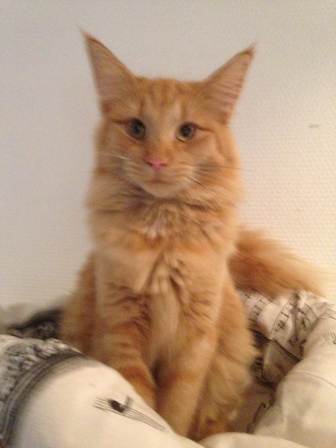 Norsk Skovkat S'Uncut Diamond Utopia billede 1