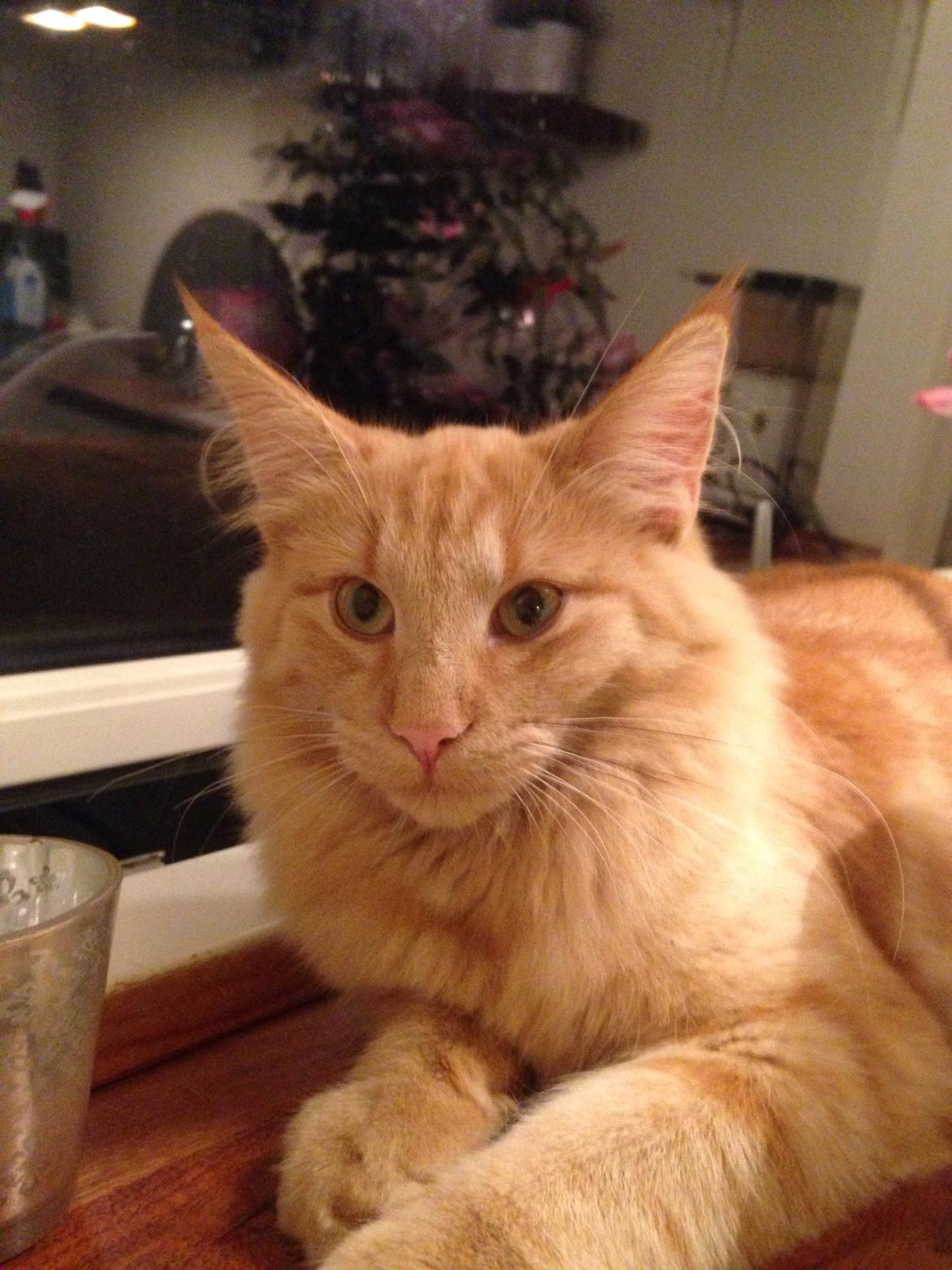 Norsk Skovkat S'Uncut Diamond Utopia billede 2