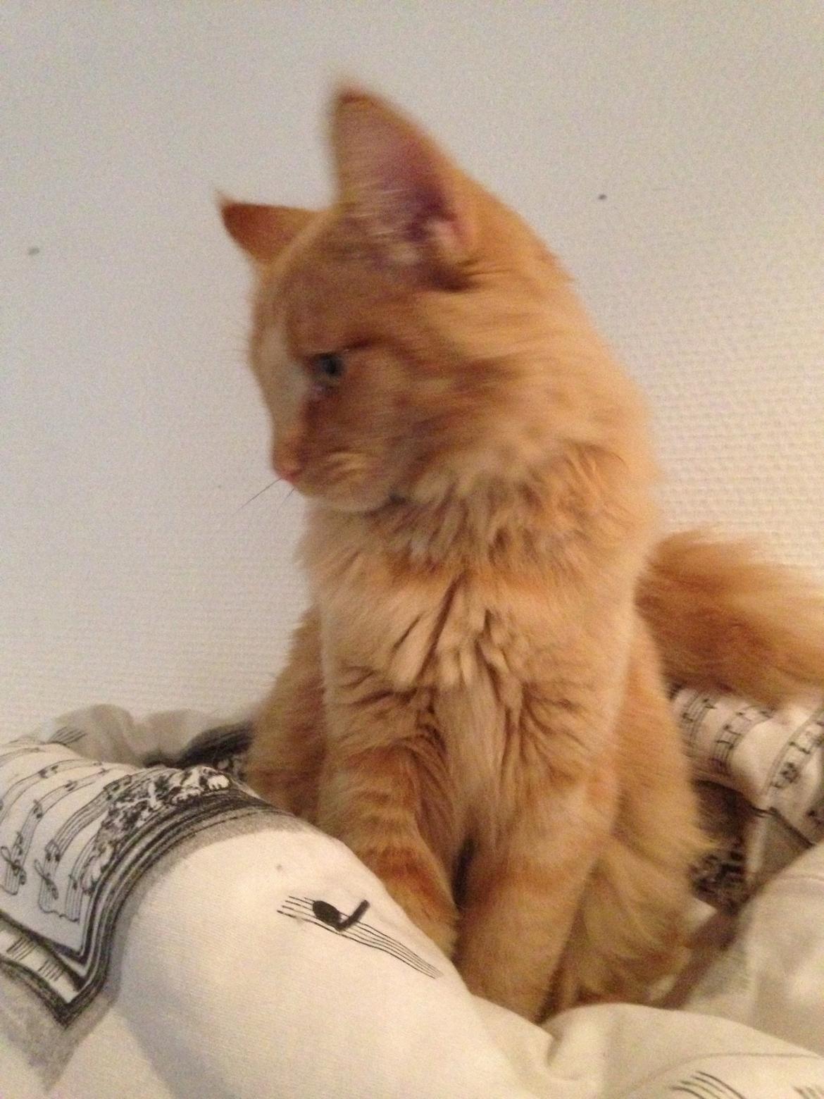 Norsk Skovkat S'Uncut Diamond Utopia billede 3