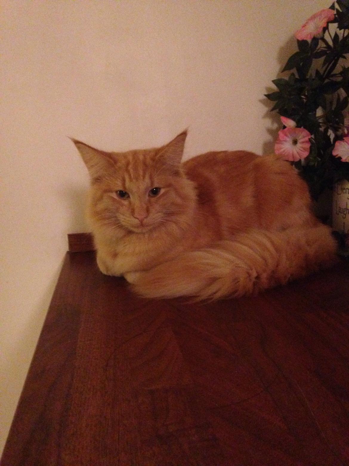 Norsk Skovkat S'Uncut Diamond Utopia billede 4