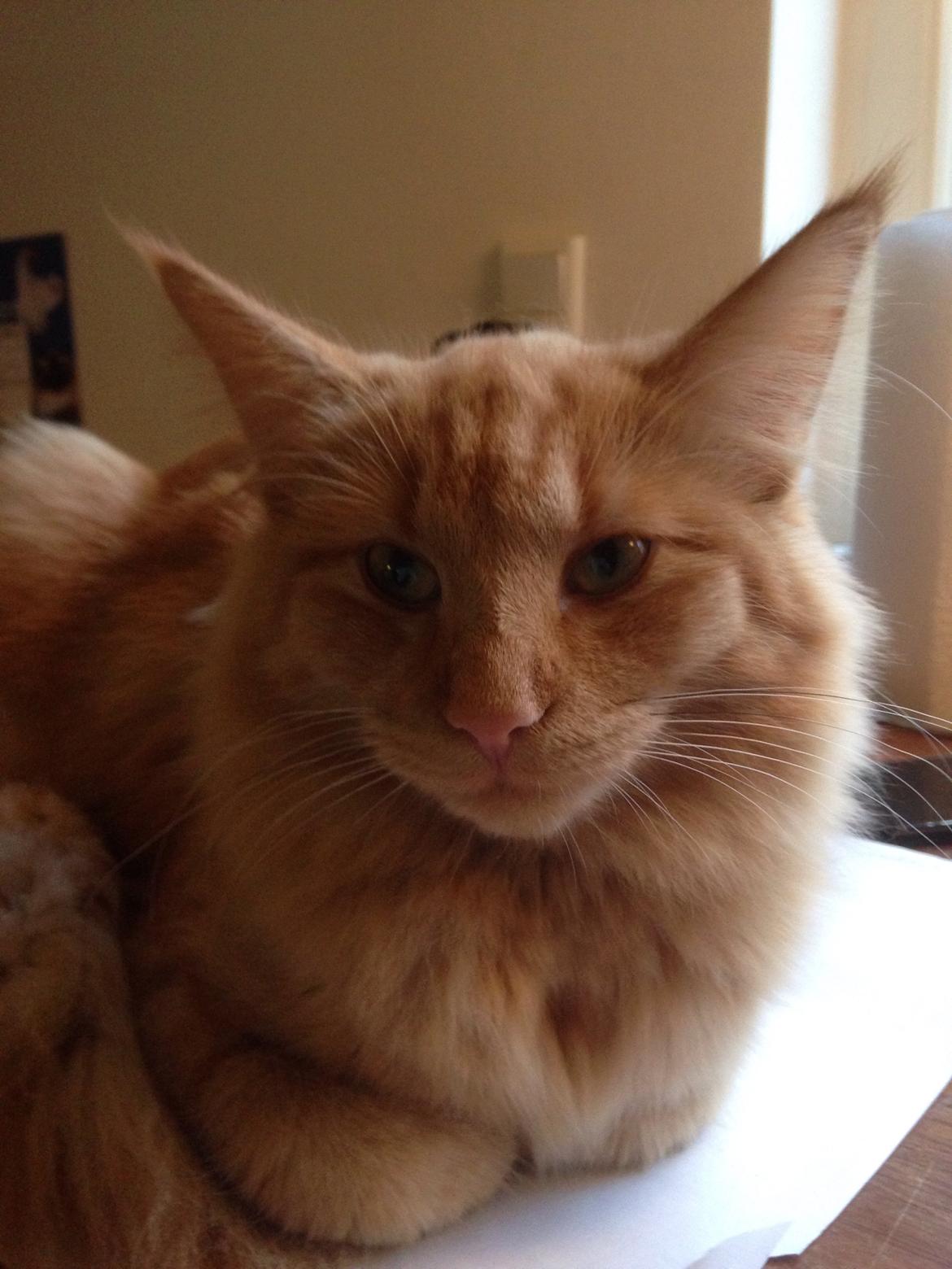 Norsk Skovkat S'Uncut Diamond Utopia billede 5