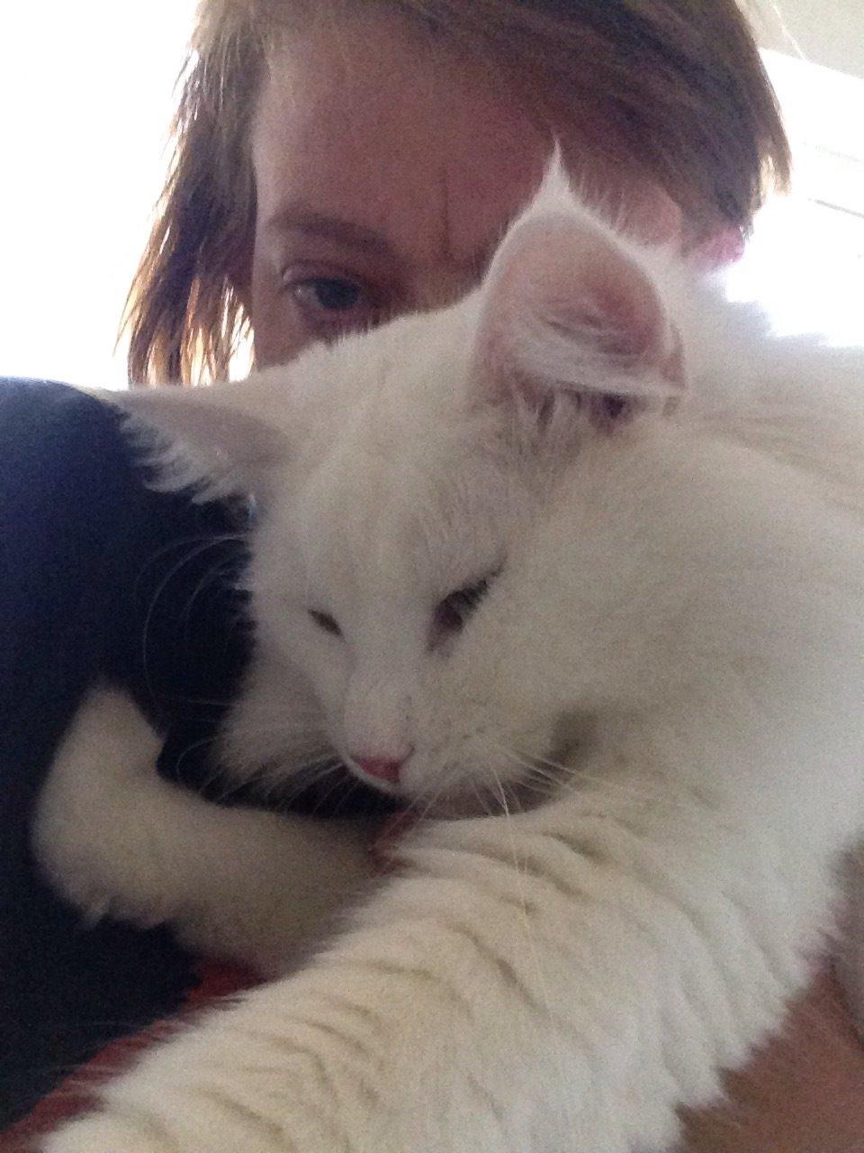 Norsk Skovkat Tripping  billede 1